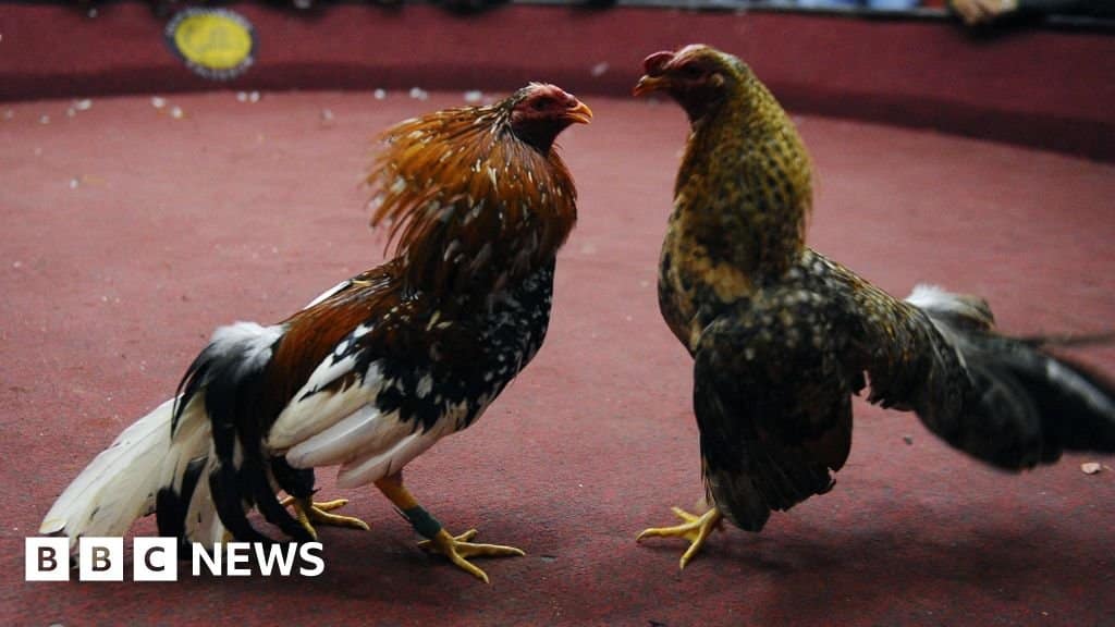 Arrests after 12 shot dead at Ecuador cockfight